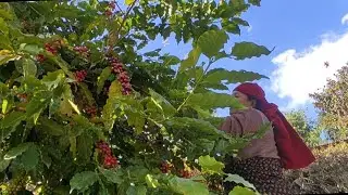 फ्रीमा कफि टिपेर लानुस भन्दा पनि कसैले लगेन।आज आफै टिप्दैछु।Free ma coffee Tiper lanus.