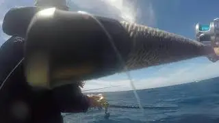 Nice deepwater Yellowtail, on the Yo Yo jig