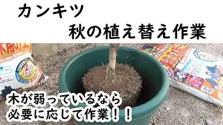 カンキツ　秋の鉢増し・植え替え