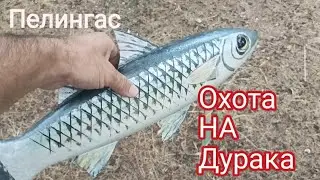 Ловим пелингаса на подсадную рыбу. Евпатория