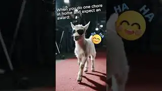 POV: You did nothing, but you&rsquo;re still proud. #funnyvideo #funny #humor #goat