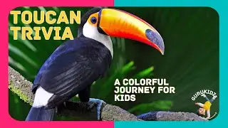 Toucan Trivia   A Colorful Journey for Kids by GURUKIDZ