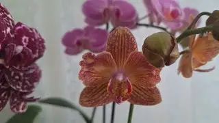 ОРХИДЕИ! Как поживают Новинки/Дубль в коллекции и Домашняя красота 5 февраля 2026г.
