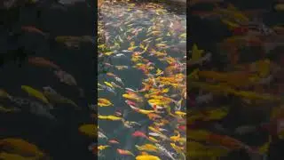 Wonderful fish in mai chau #fish #vietnam #maichau