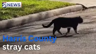 Stray Cat Nightmare in Harris County: When your only option is court