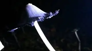 Coprinopsis ink cap mushroom spore release