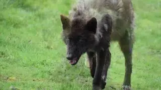 Wolf Mythology In The Eyes of Native Americans