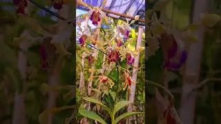 Dendrobium Heart of Northoaks Primary, bunga cantik juga wangi 🤩😍 #anggrekkediri #anggrek #fyp