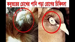 খুব সহজে কবুতরের চোখে পানি পড়া রোগের চিকিৎসা। easy to treat the disease of watery eyes in pigeons.