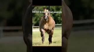 I made this over breeding is horrible this needs to stop 🛑 remember to like and subscribe ❤️
