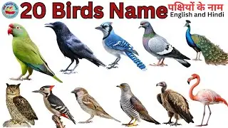 Birds Name | Birds Name Hindi & English | पक्षियों के नाम | Birds Name for kids