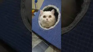 cat dream house,cat house making at home, how to make cat house