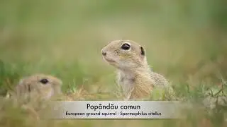 Pop&acirc;ndău comun - European ground squirrel - Spermophilus citellus