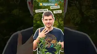 Comment entretenir un Agrume ? 🍊