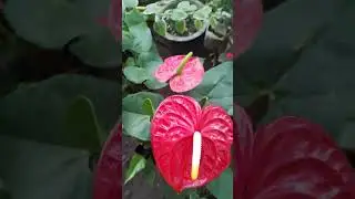 Las bellezas de las plantas.