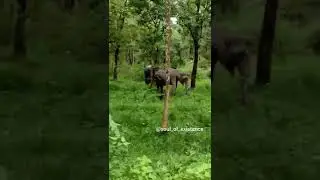 Elephants spot on roadside of  Bandipura reserved forest area!