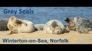 Grey Seals - Winterton-on-Sea - 4th November 2020