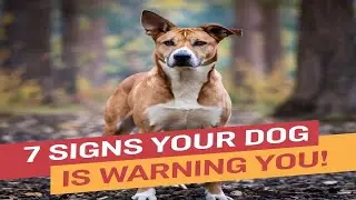 7 WARNING SIGNS Your Dog is Sensing DANGER!