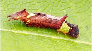 Unicorn Caterpillar #shorts