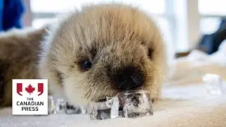 Orphaned otter pup under veterinary care in Vancouver