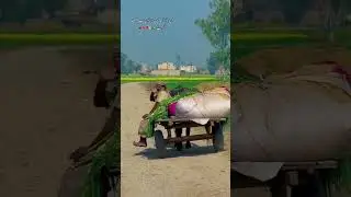 Pinda Aly Malik Saab for you page YouTube