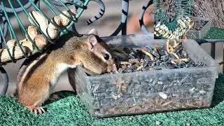 Puffy cheeks, Storing up for the winter ahead! Chipmunk adventures!