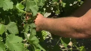 Grape Canopy Management