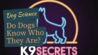 Do Dogs Know Who They Are? Decoding the Neuroscience of Identity