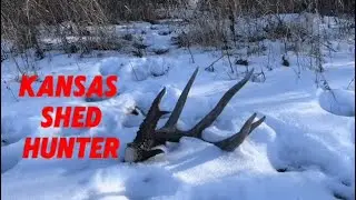 Обожаю искать сброшенные рога в снегу. Находится несколько действительно красивых рогов и даже од...