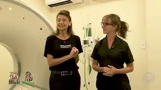 Hospital Veterinário Dog Saúde: Inovação que Salva Vidas! Tomografia em Silvestres | 25 PET