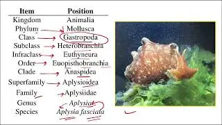 Master Taxonomy MCQ in Just 8 minute🔥TGT PGT LT GIC BIOLOGY | most repeated MCQ plant kingdom Part 2
