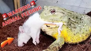Giant African Bullfrog Eats Massive Rat 