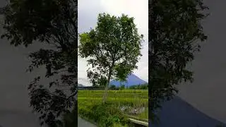 Suasana Gunung merapi #cover #funny #jkt48gracia #automobile #nature #beranda #mojang #alam #gunung