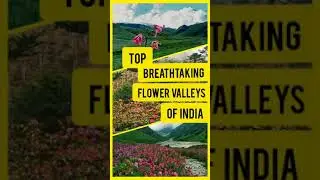 #shorts  Flower valleys of India #travelshorts #youtubeshorts #placestovisitinuttarakhand