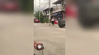 Cute Dog Performs Jumping Tricks on Strangers' Commands - 1693534