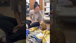 Why Your Cat Follows You to the Bathroom | Purrhaps You Didn&rsquo;t Know