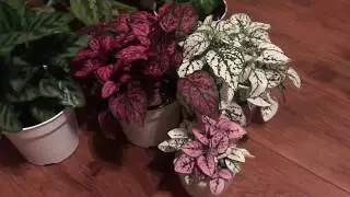 House Plant Tour- Valentine&rsquo;s Day Edition
