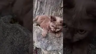Gemesin Level Max! Si Blacky Lagi Pamer Wajah Imutnya