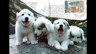 Cartes Postales Anciennes & Tampons Postal 13 Réminiscences des Années 70-80 - Animaux et Paysages