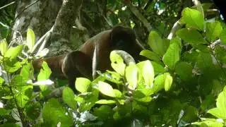 Wild Woolly Monkey in the Yasuni