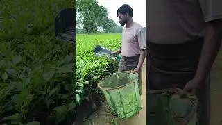 tea cutting machine battery operate#farming #bihar@Teakingblog