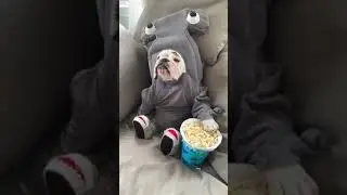 see cute bull dog eating popcorn 🍿😋😜🤪/shark#bulldog #cute #cutepuppy #shark dogs