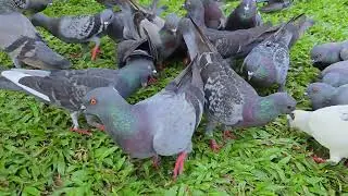 #TopDailyList Balanced Diet for Pigeons: How to Feed Your Birds the Right Way