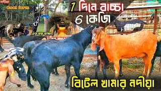 goat farming Betai Nadia || সঠিক সময়ে সঠিক নিয়মে ছাগল পালন করুন || goat farming india || goat farm