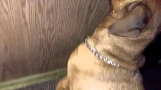 Neighko licking the wall