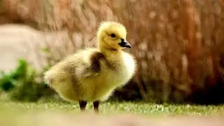 An up close and friendly view of goslings - Recorded with SONY FDR-AX700