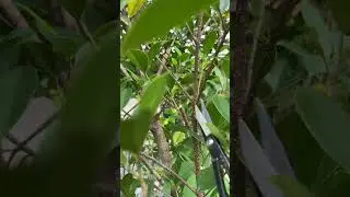 Increase the number of ficus kimeng seeds #kimeng