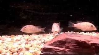 Red Hump Geophagus Geophagus steindachneri at Pet World