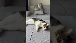 😹 Going Wild with Catnip Ball   #catnip  #purrfectplaytime  #meowmadness #cute