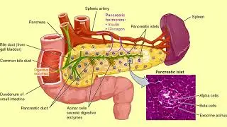 Diabetes Morphic Field - Cure All Types Diabetes - Repair & Regenerate Pancreas -Control Sugar Level
